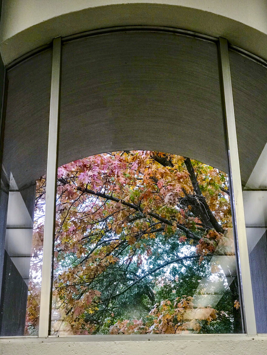  Library leaves - Gary Borders