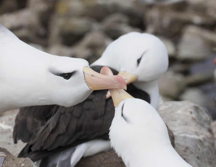 The head of three white birds appear in the frame. Their pale yellow beaks overlap. 