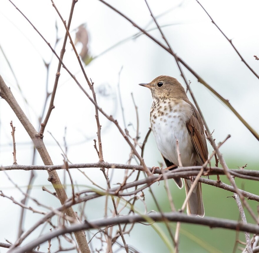 Hermit Thrush