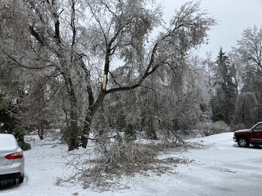 Tree damage from an ice storm in Cheboygan County, MI on March 30, 2025.
