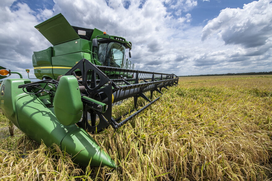 A green harvester drives through a stand of yellow rice plants under a cloudy sky