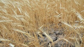 Wheat yields are expected to be drastically reduced or non-existent in most parts of Texas because of the 2011 drought. (Texas AgriLife Extension Service photo by Robert Burns)