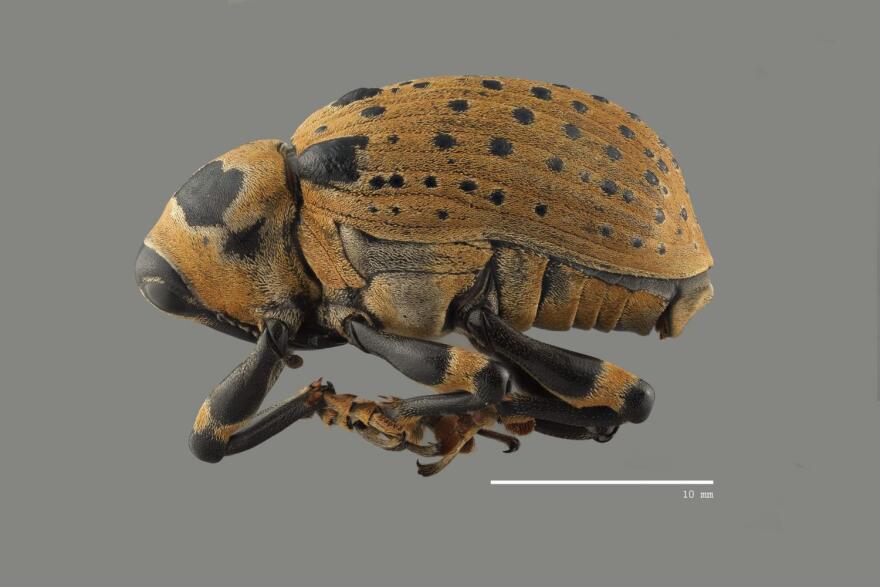 Weevil