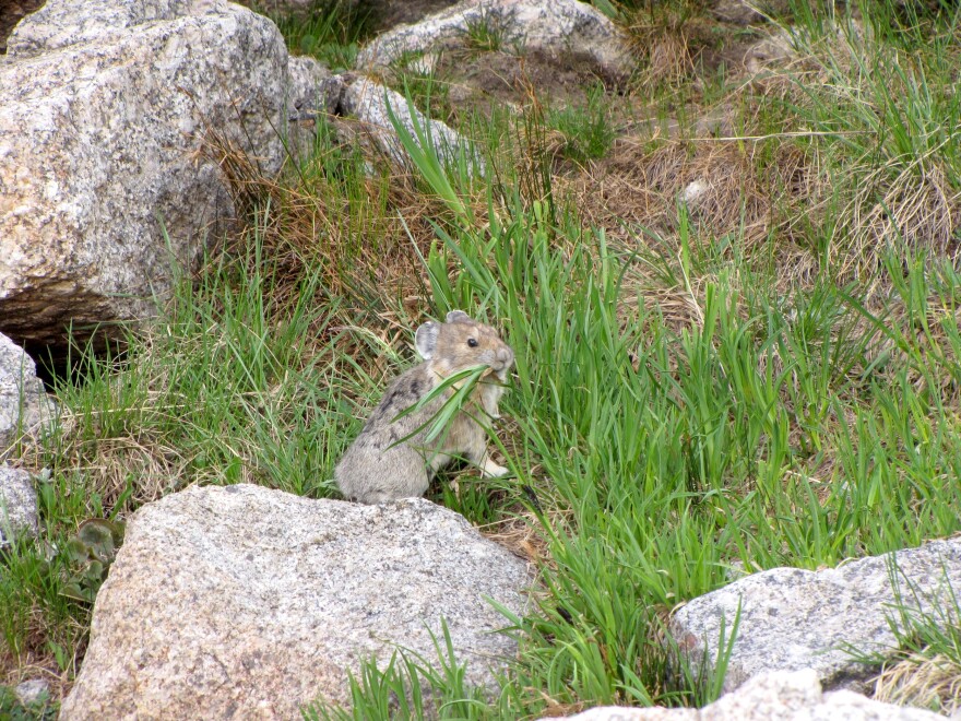 This is an image of a small American pika, which looks like a hamster, nibbling on green grass among rocks in an alpine area.