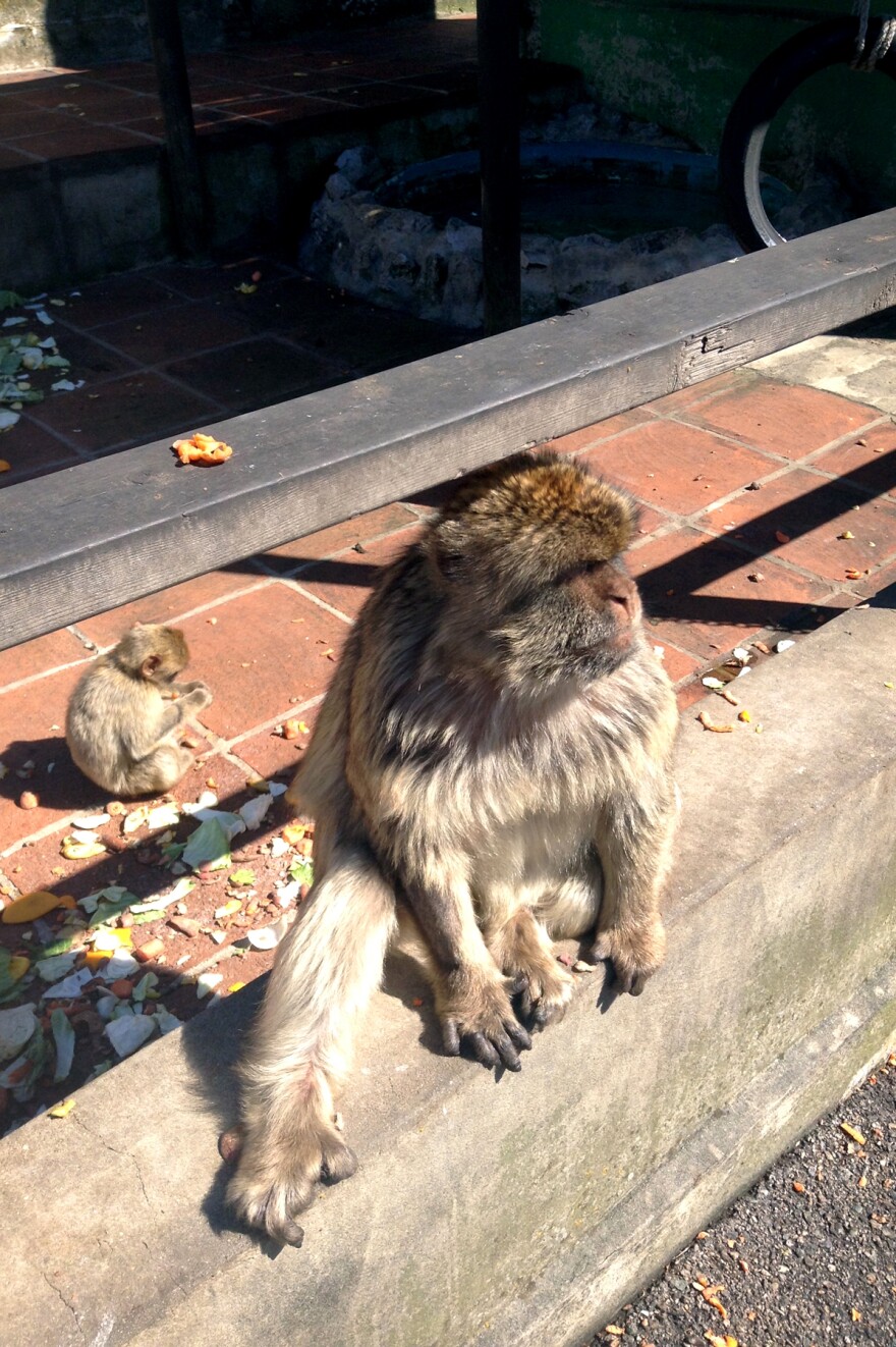 The British peninsula has Europe's only wild monkey population. The animals were brought to the rock by British soldiers or Arab traders centuries ago.