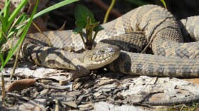 A northern water snake enjoys the sun