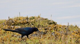 Common Grackle — Lido Beach, N.Y.