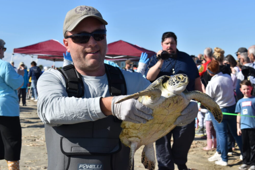 A volunteer with the Gulf Center for Sea Turtle Research shows spectators a rehearsal sea turtle on Jan. 29, 2026. 