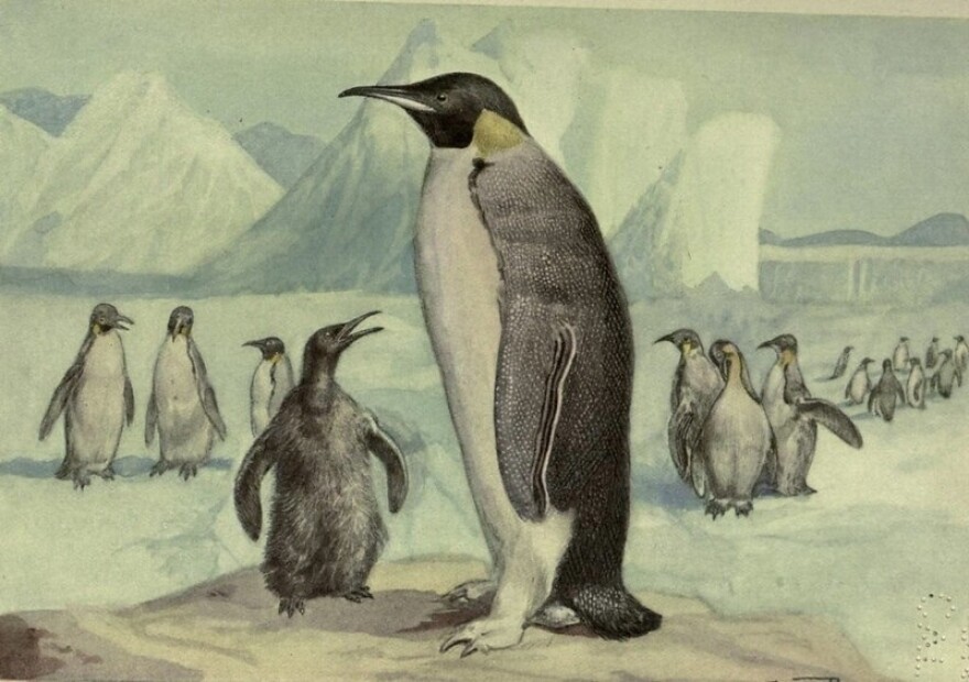 Hey! It’s #PenguinAwarenessDay!...