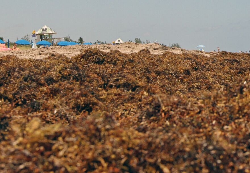 Sargassum