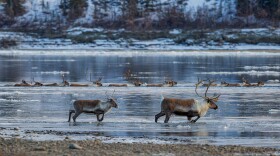 Caribou crossing the Kobuk River as it freezes up during the fall migration.