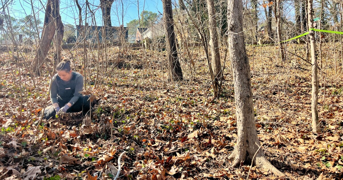 Invasive plants aren't just a problem for rural areas and forests. They're in urban areas too.