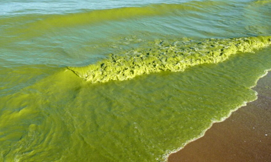 File photo of algal bloom in lake