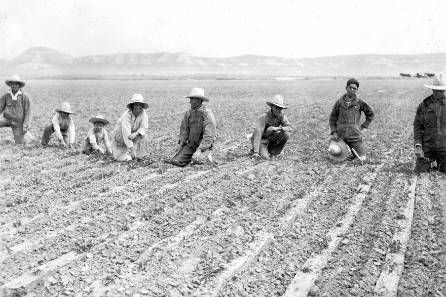 This photograph, taken around 1925, inspired Carlos Hernandez Chavez to create the mural, "Sugar Beet Workers", that is hanging in the main atrium of Hartford City Hall. It shows Chavez's father, his father's three siblings, his grandfather, his great grandfather, and his mother's older sister working on the sugar beet fields in Nebraska.