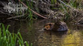 A beaver sits near its dam on John Brown's property near Pullman, Washington.