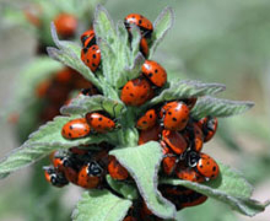 ladybeetles-small