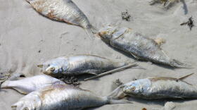 Fish kill on the shore of the Gulf of Mexico following a Red Tide bloom.