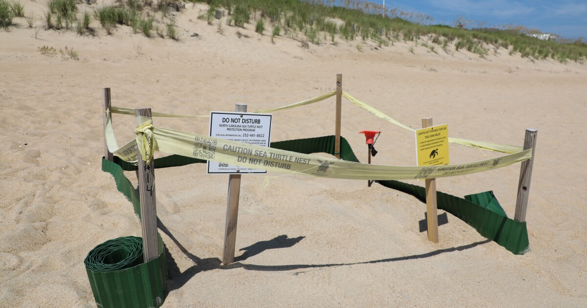 Sea turtles are nesting in record numbers on Outer Banks beaches