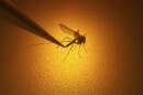 File - In this Aug. 26, 2019, file photo, Salt Lake City Mosquito Abatement District biologist Nadja Reissen examines a mosquito in Salt Lake City. (AP Photo/Rick Bowmer, File)