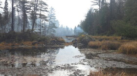 Forested area burned by wildfire.