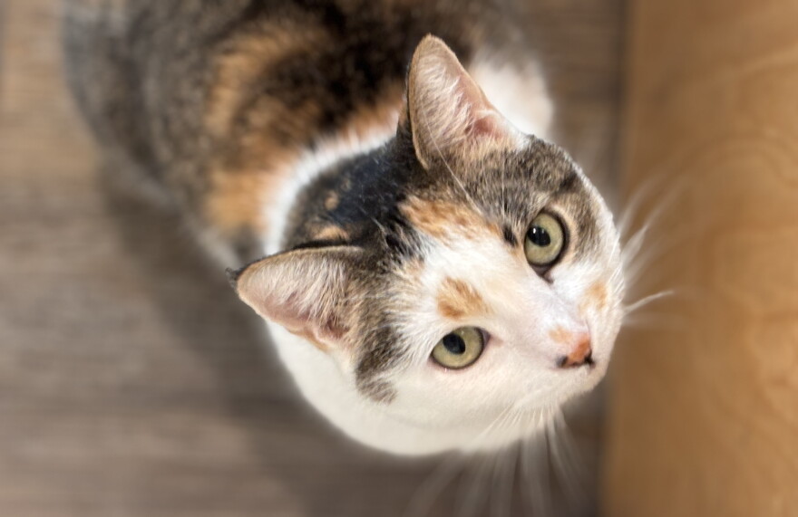 hermitage calico hero