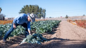 The USDA on May 26, 2026, declared a drought emergency, making all of New Mexico farmers and ranchers eligible for emergency, low-interest loans. Above: New Mexico State University College of Agricultural, Consumer and Environmental Sciences Dean Rolando Flores inspects broccoli crops in 2022. (Josh Bachman/NMSU)