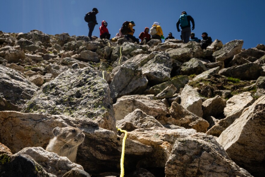 A group of volunteers gathers to observe pikas with the Colorado Pika Project in Rocky Mountain National Park on June 24, 2023. According to project leaders, the pikas in the park (like the one pictured here, in the lower left) are often curious about people and like to pop out of the rocks to see what the volunteers in training are up to.