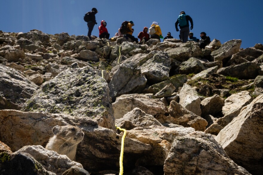 A group of volunteers gathers to observe pikas with the Colorado Pika Project in Rocky Mountain National Park on June 24, 2023. According to project leaders, the pikas in the park (like the one pictured here, in the lower left) are often curious about people and like to pop out of the rocks to see what the volunteers in training are up to. 