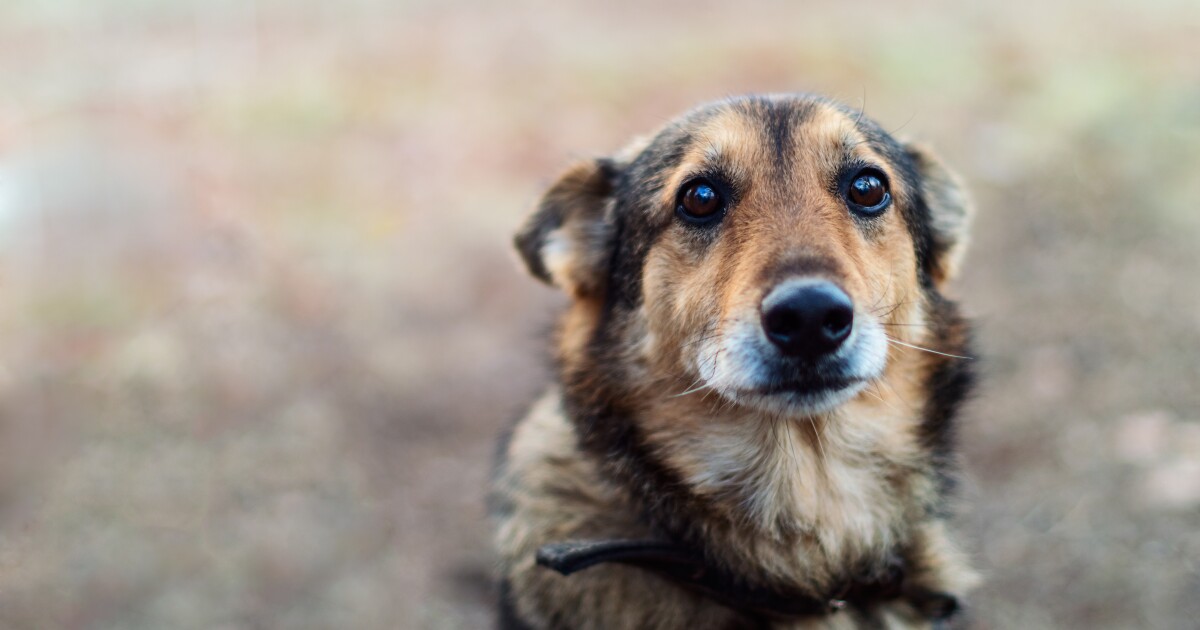 Ontario County to track animal abusers with new registry