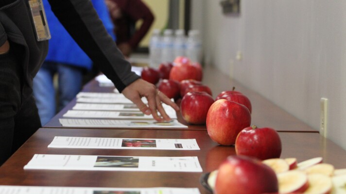 A woman examines the long row of apple varieties from the University of Minnesota on display at the North Central Research and Outreach Center's apple tasting event on Oct. 22, 2025, in Grand Rapids.