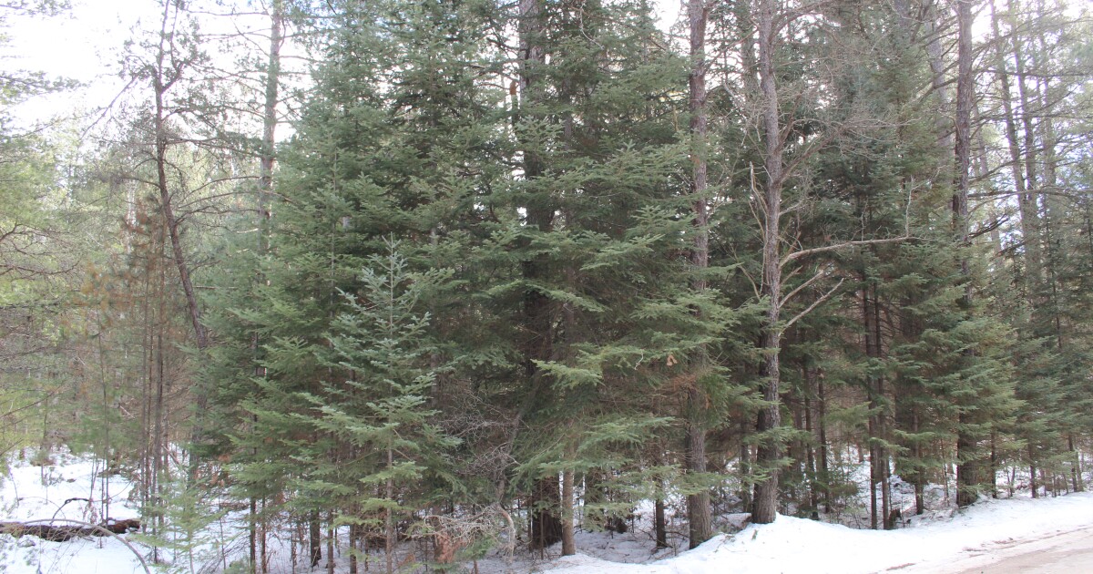 Michigan officials warn: Check your Christmas tree for invasive pests