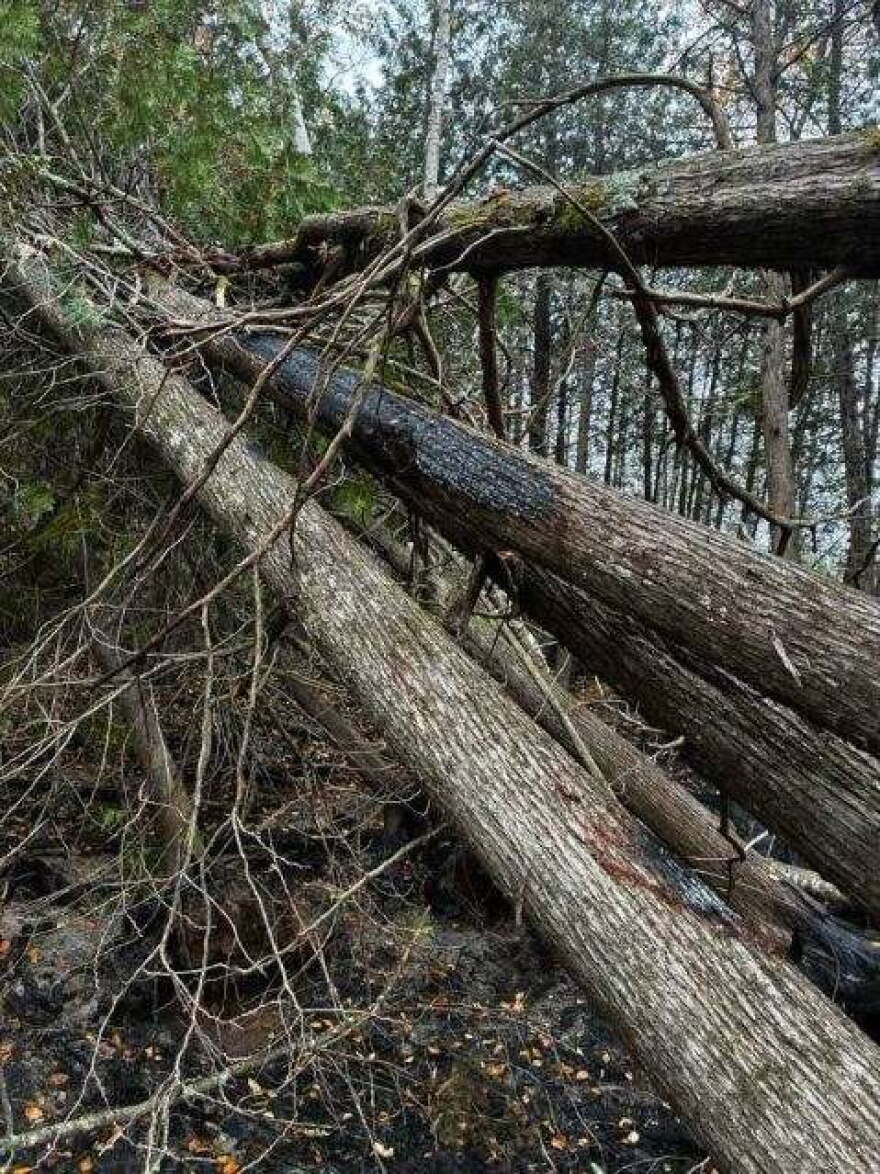 Lightning strike determined to be the source of the Black River Fire in