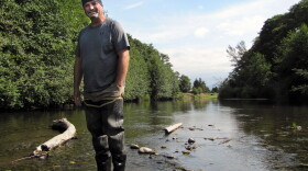 Chris Burns, natural resources technician with Washington’s Jamestown S’Klallam Tribe, stands in the Dungeness River. Flows are roughly one-third of normal, prompting fears that salmon won’t be able to make it upstream to spawn.