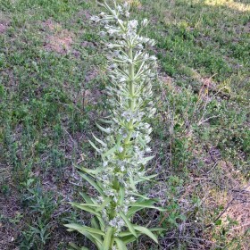 Monument plants can spend decades as low clusters of leaves before sending up tall flower stalks covered in greenish-white blooms.