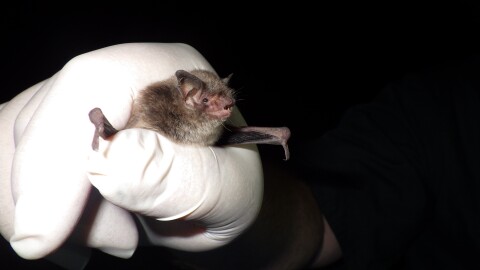 The Indiana bat has been in decline because of a deadly fungal disease, but researchers say a rare sighting could be reason for hope.