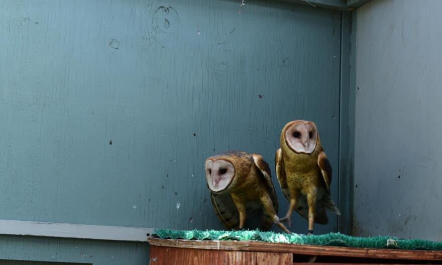 barn owls