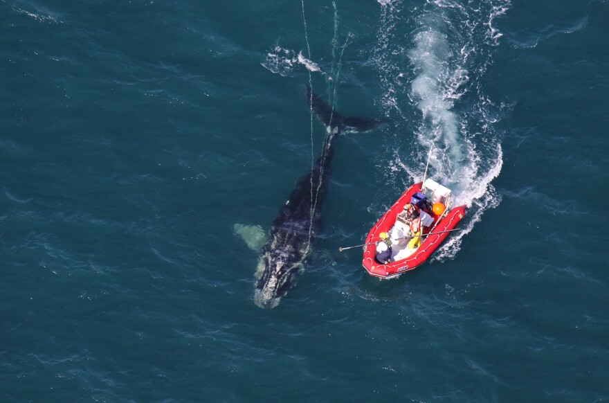 Scientists from NOAA Fisheries Service approach a young North Atlantic right whale in order to disentangle it. New research shows whales with severe entanglements in rope and fishing gear are experiencing stunted growth, and body lengths have been decreasing since 1981.