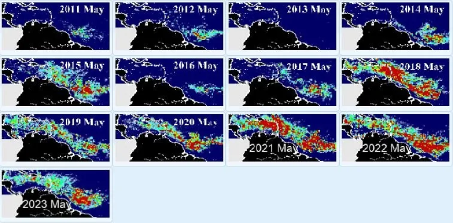 These maps show sargassum abundance in May from 2011 to 2023, with warm colors representing higher density. Though the sargassum quantity in the Great Atlantic Sargassum Belt (extending from west Africa to the Gulf of Mexico) has increased over time, it actually decreased by 15% from April 2023 to May 2023. 