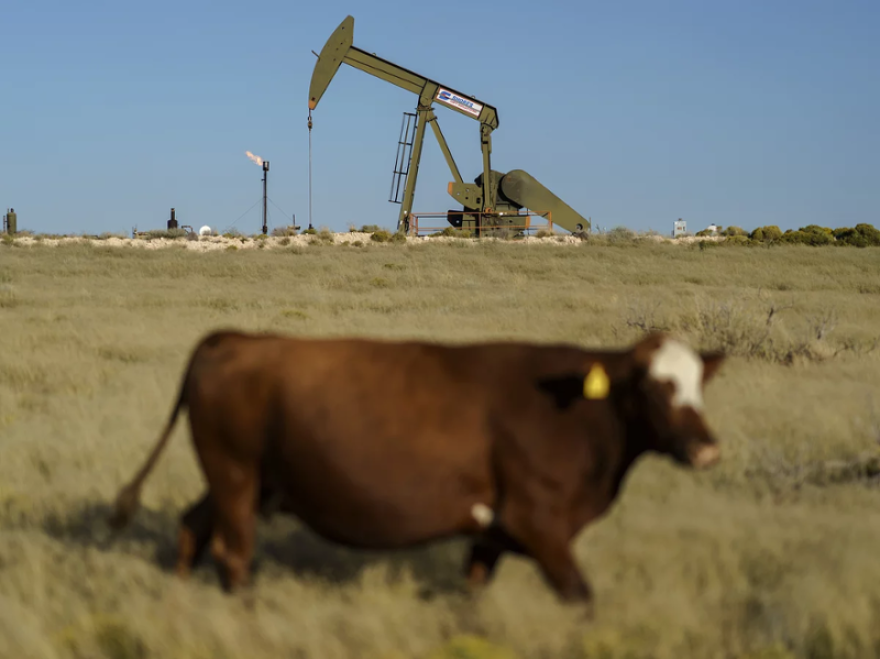 A cow walks through a field as an oil pumpjack and a flare burning off methane and other hydrocarbons stand in the background in the Permian Basin in Jal, N.M., Oct. 14, 2021.