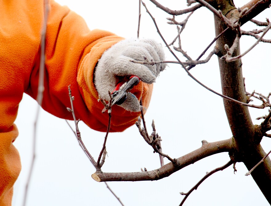 A gloved hand pruning a fruit tree.