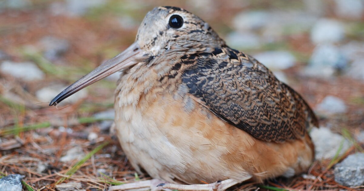 'Sky Dancing' American Woodcocks Return For Spring | WYSO