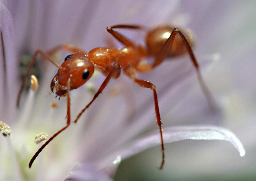 Ants play a central role in almost every land ecosystem, except in extreme environments like Antarctica.