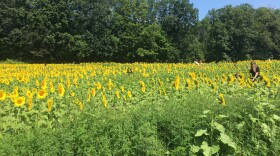 A woman sits inside a field of sunflowers.