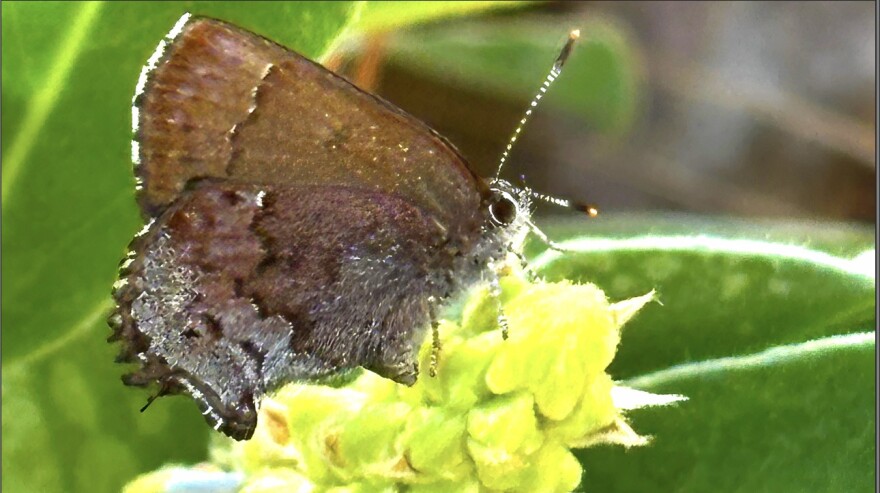 Tracking the rare frosted elfin butterfly.