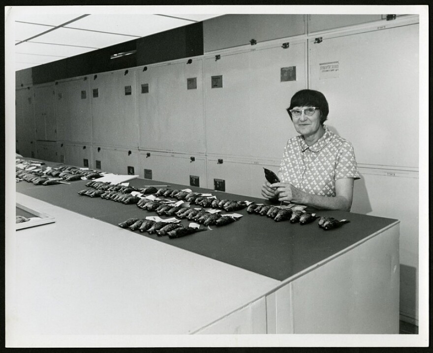 Roxie Laybourne stands behind the counter in the Birds Division with dozens of a single species of songbird laid out in rows.