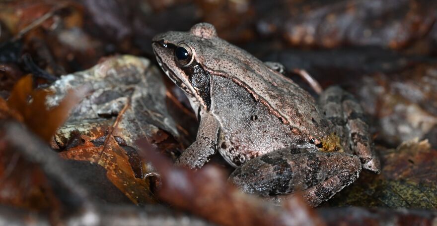 A photo of a wood frog surrounded by leaves. The frog has grey skin with occasional flecks of yellow. 