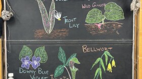 Chalk illustrations show a downy blue violet, Jack in the pulpit, bellwort, wild ginger, and trout lily.