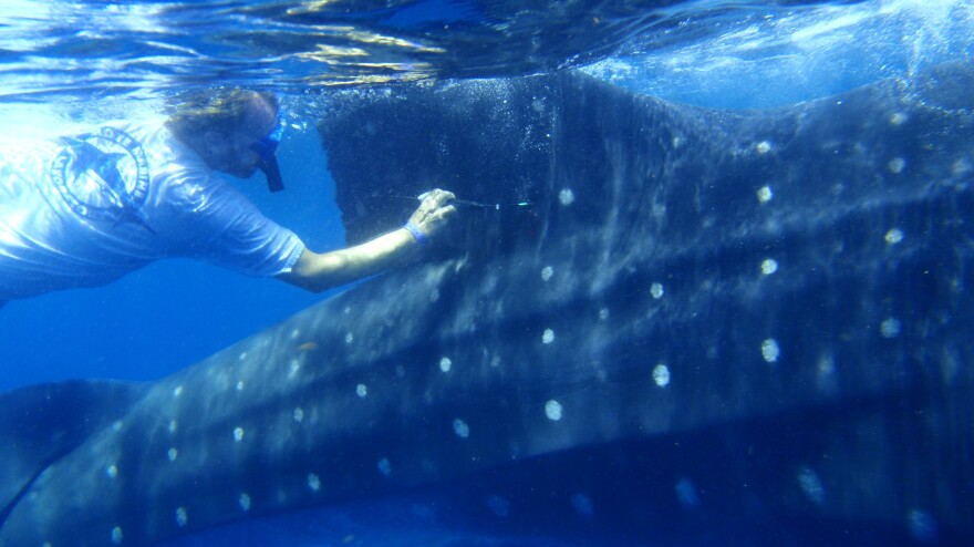 Robert Hueter tags a whale shark off the coast of Mexico. The tags measure location, depth and water temperature, then relay the data back to a lab.