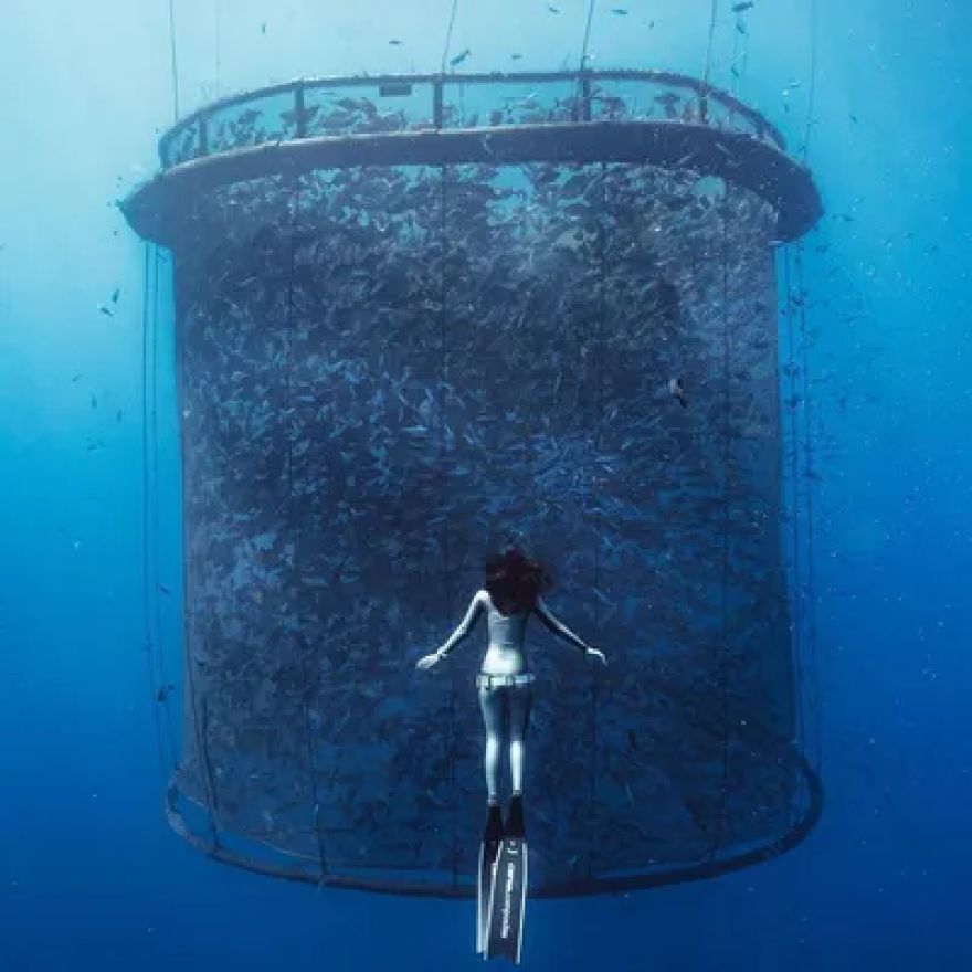 This digital rendering shows the shape and size of the net pen Ocean Era plans to test near Sarasota. The pen is designed to be submersible to protect it from storms and strong waves. Image courtesy of Ocean Era