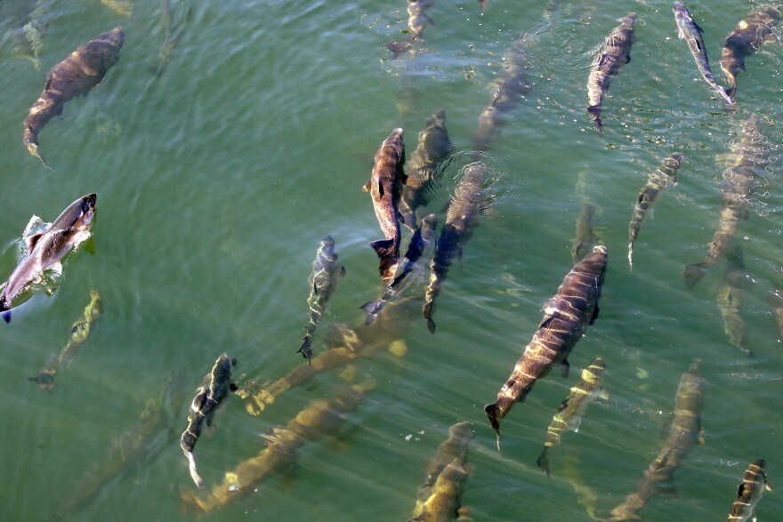 Salmon swim in sunlit green water.